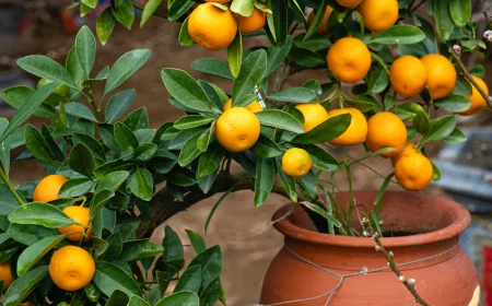 mandarinenbaeume ueberwintern zitrusbaum im topf
