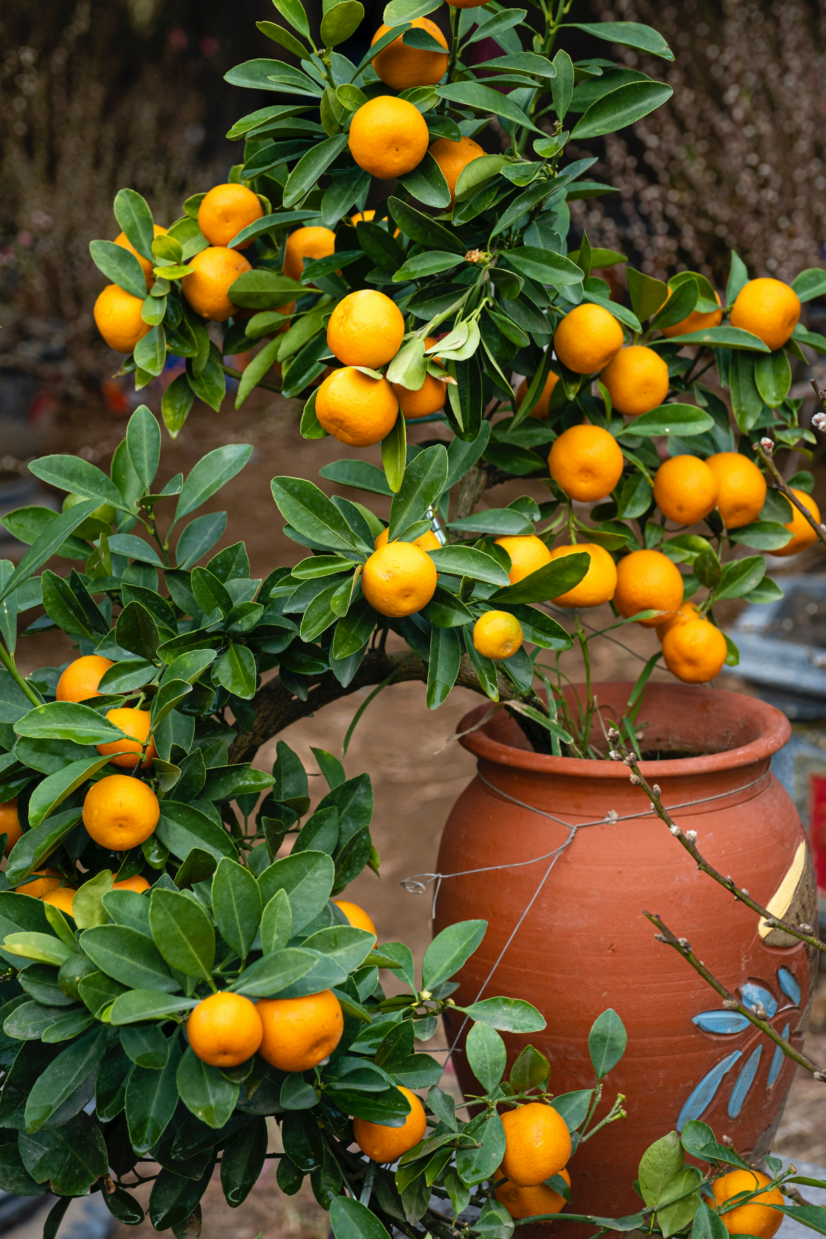 mandarinenbaeume ueberwintern zitrusbaum im topf