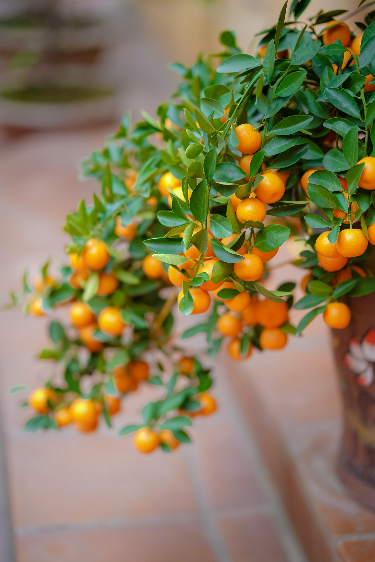 mandarinenbaum im freien ueberwintern ueppige mandarinenbaumzweige mit fruechten