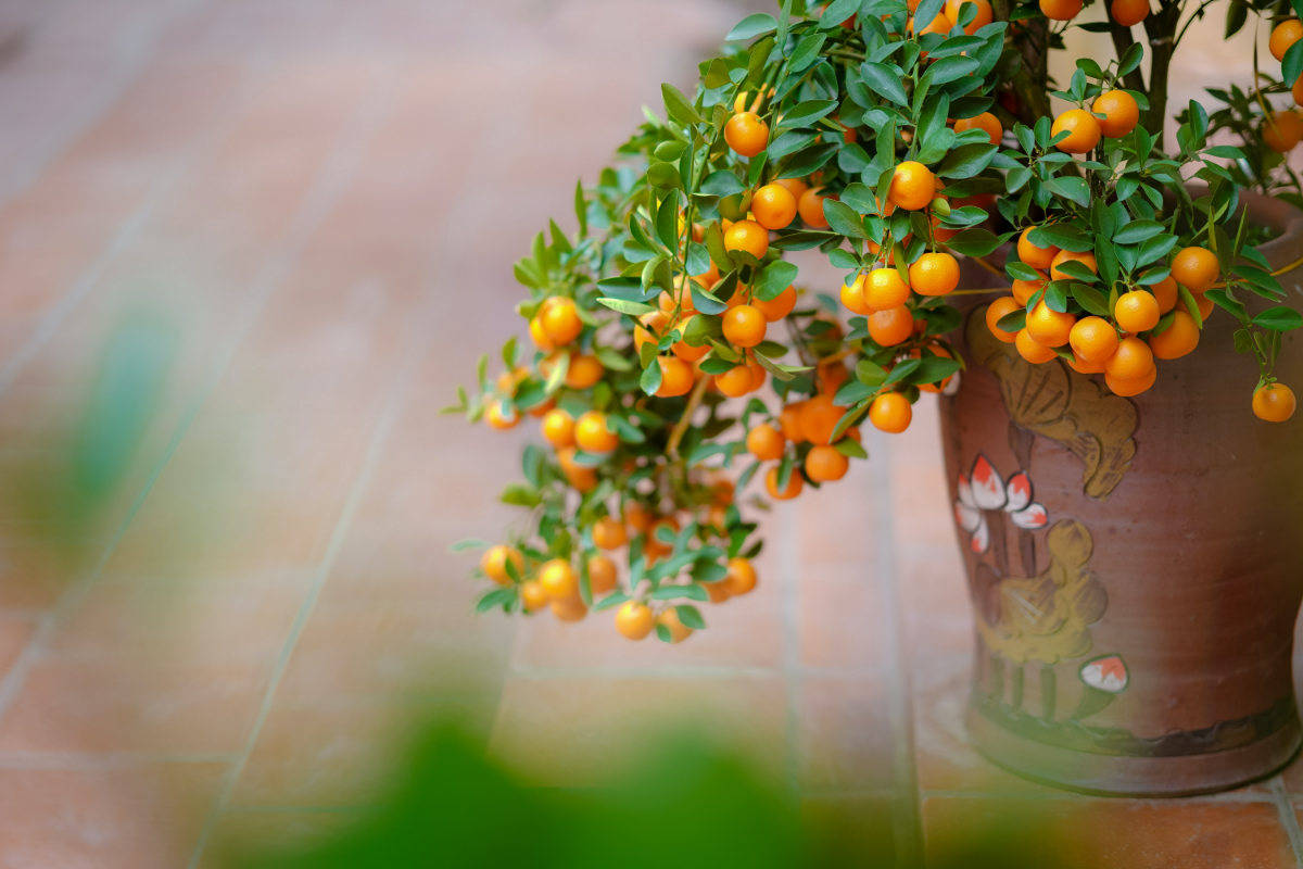 mandarinenbaum ueberwintern im wohnzimmer zweige mit zitrusfruechten