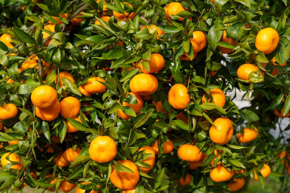 mandarinenbaum ueberwintern mandarinen baum zitrusbaum