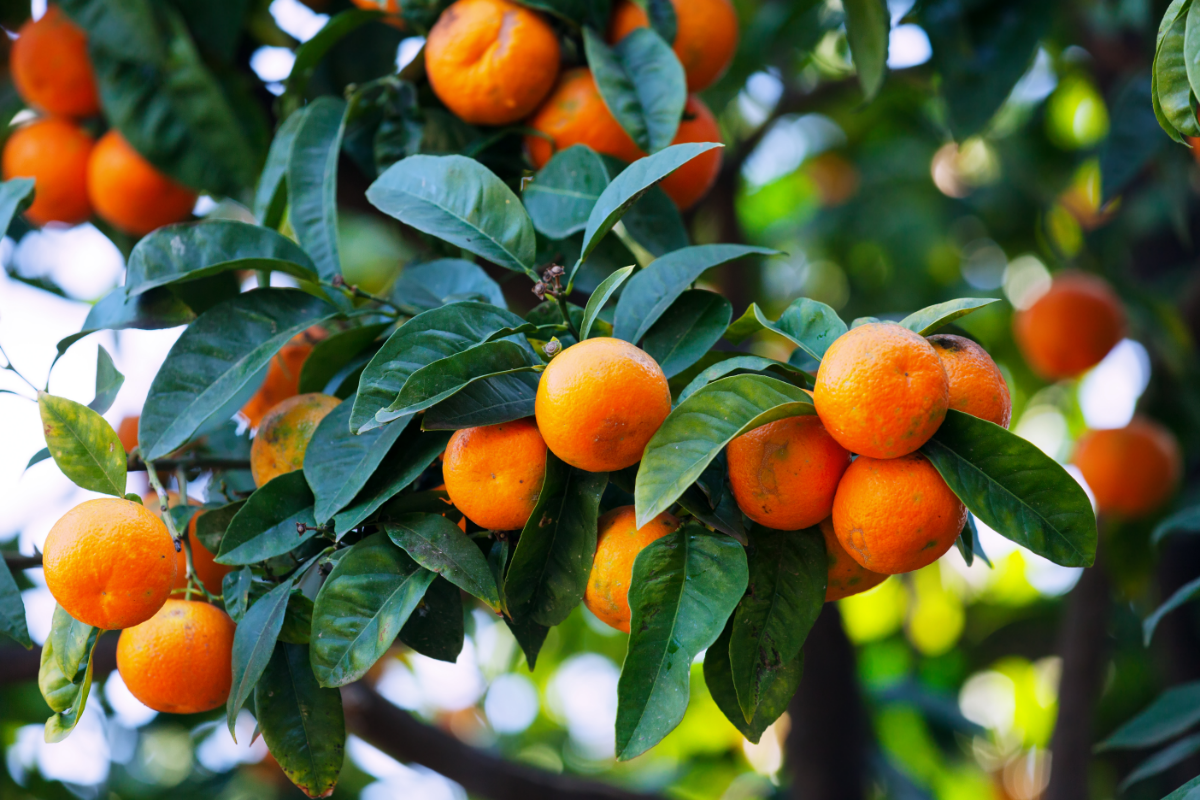 mandarinenbaum ueberwinterung tipps viele fruechte am baum