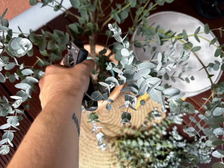 muss man eukalyptus vor dem winter schneiden mann schneidet eukalyptus