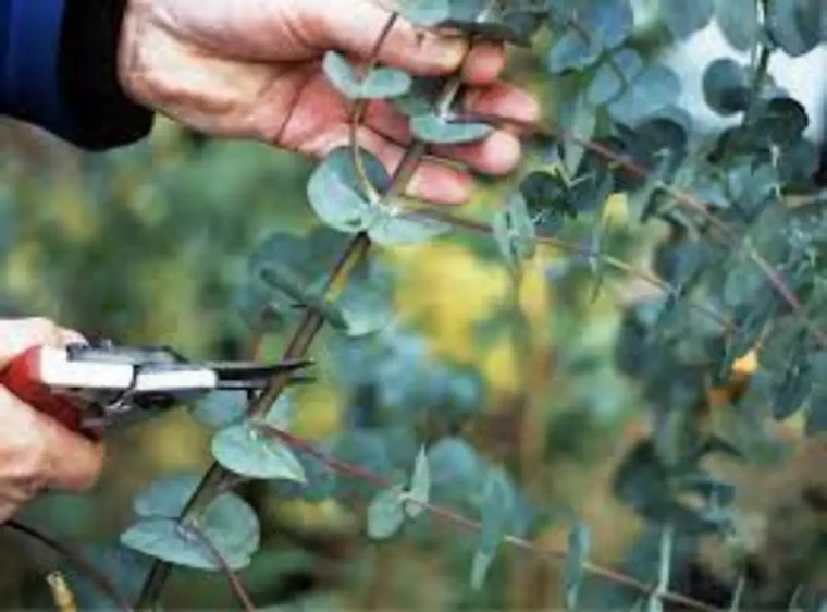 muss man eukalyptus vor dem winter schneiden mann schneidet eukalyptus