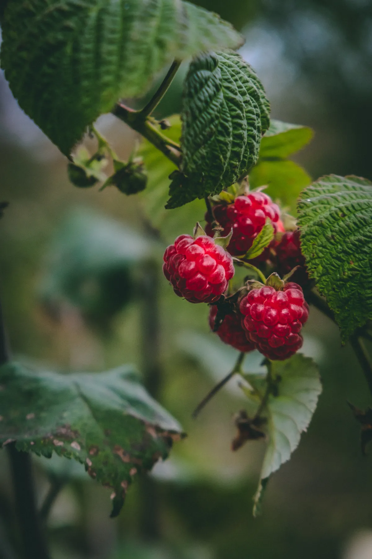 neu himbeeren duengen im fruehjahr oder herbst