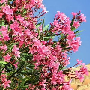 oleander draussen ueberwintern rosa strauch garten