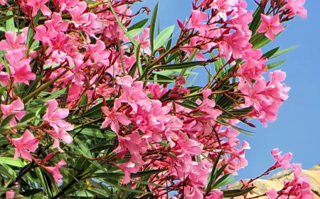 oleander draussen ueberwintern rosa strauch garten