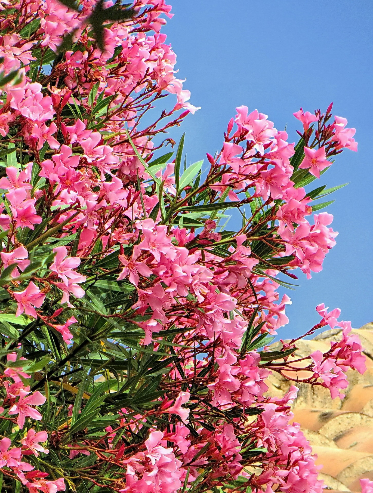 oleander draussen ueberwintern rosa strauch garten