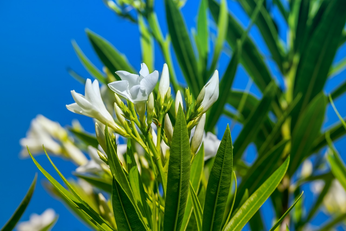 oleander im garten ueberwintern schoene gartenpflanze mit weissen blueten