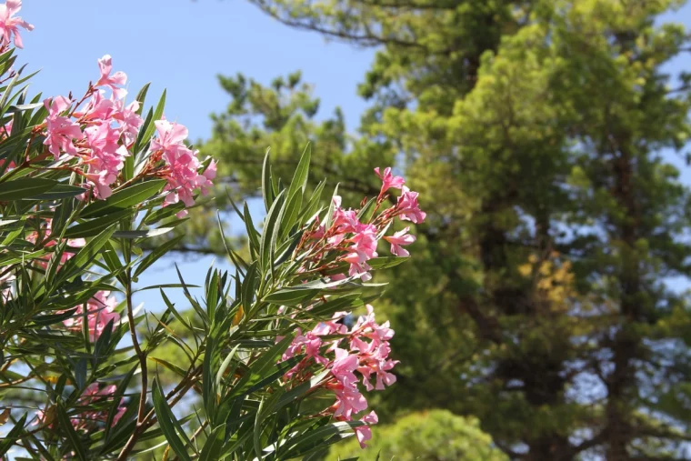oleander im topf ueberwintern tipps gartenpflanzen auf den winter vorbereiten