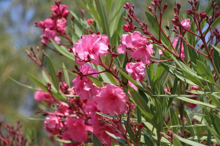 oleander ueberwintern balkon balkonpflanzen uerberweinterung