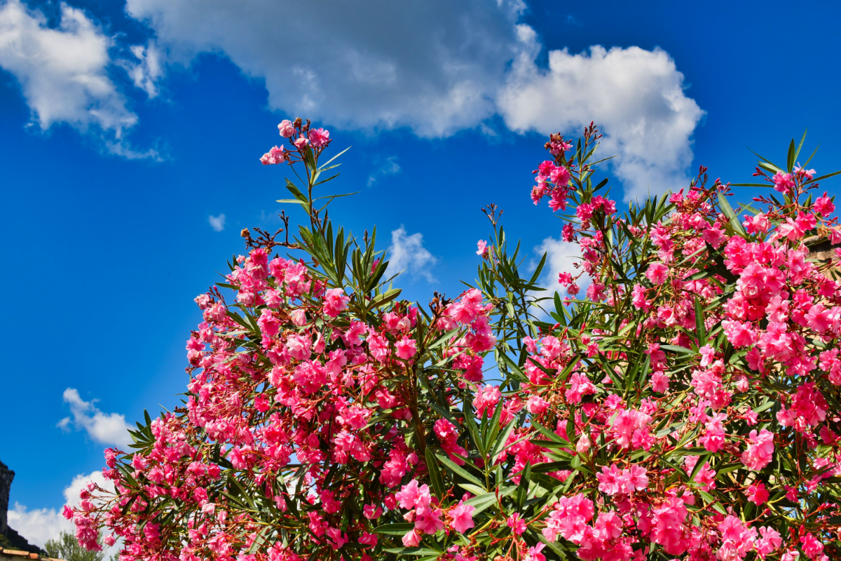 oleander ueberwintern baum mit rosa blueten und spitzen blaetern