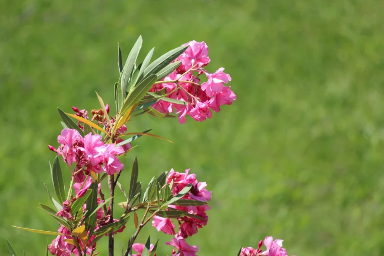 oleander ueberwintern im dunklen keller