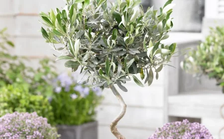 olivenbaum überwintern in einem kühlen raum mit genug licht