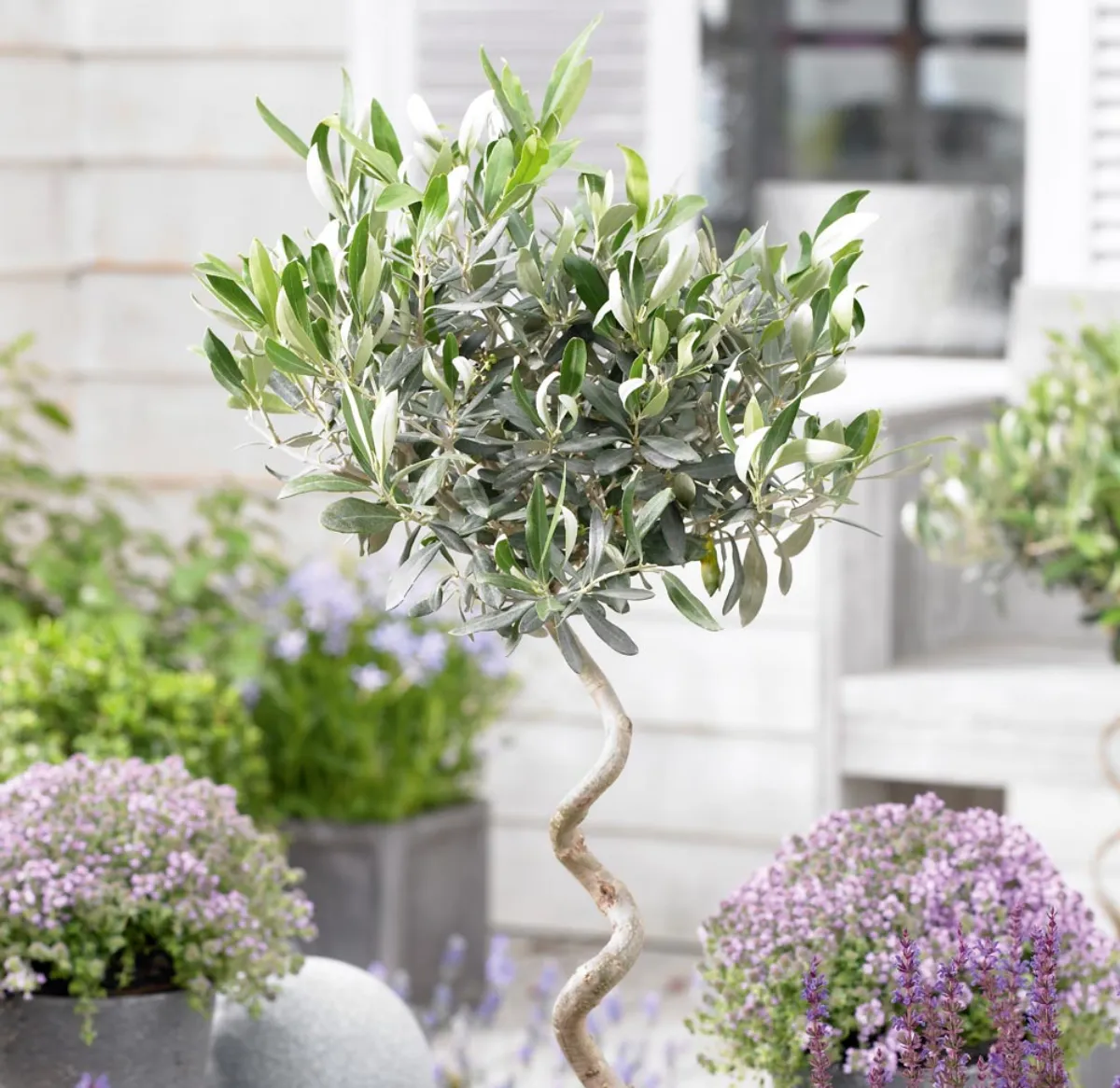 olivenbaum überwintern in einem kühlen raum mit genug licht