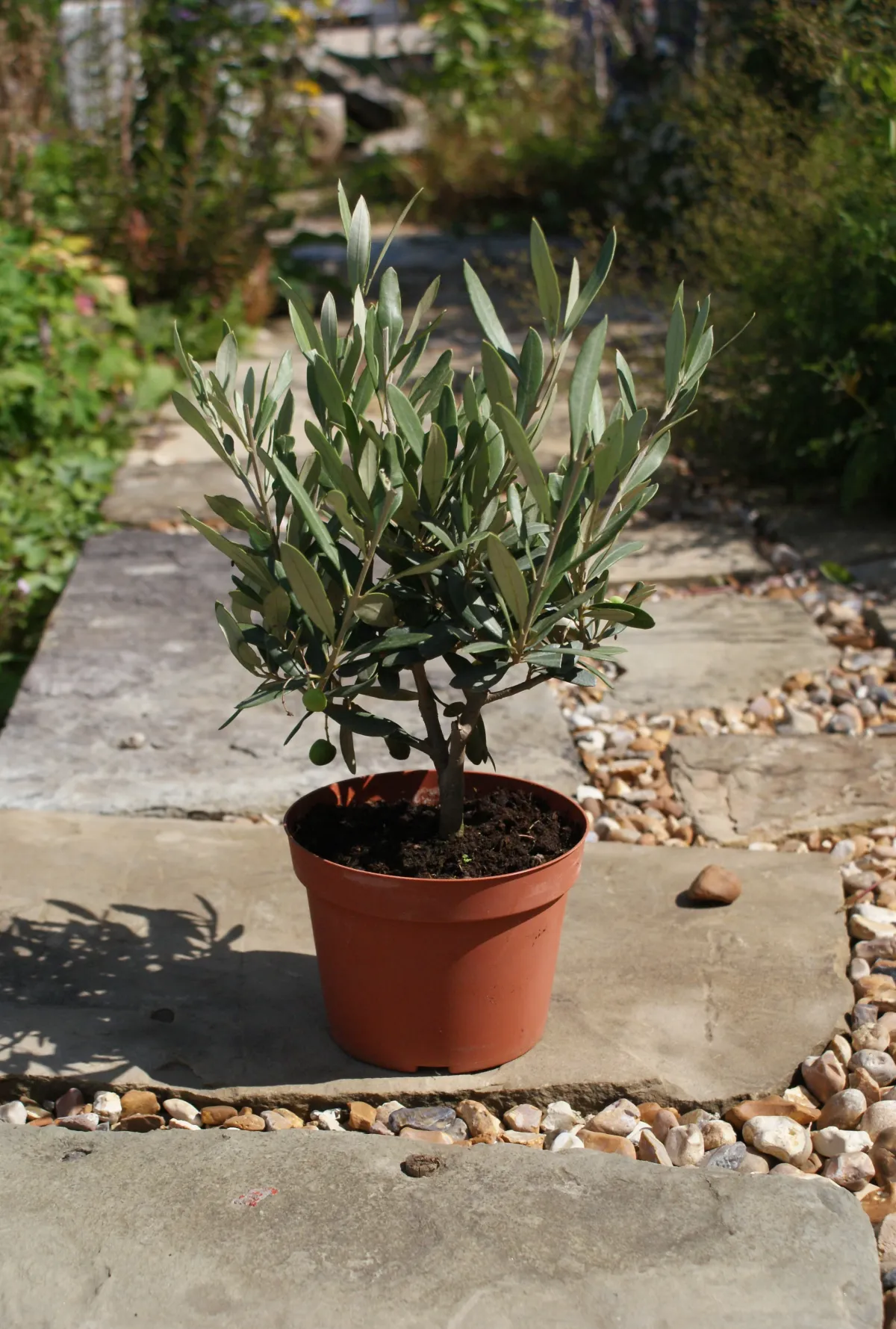 olivenbaum überwintern pflegetipps notwendige bedingungen
