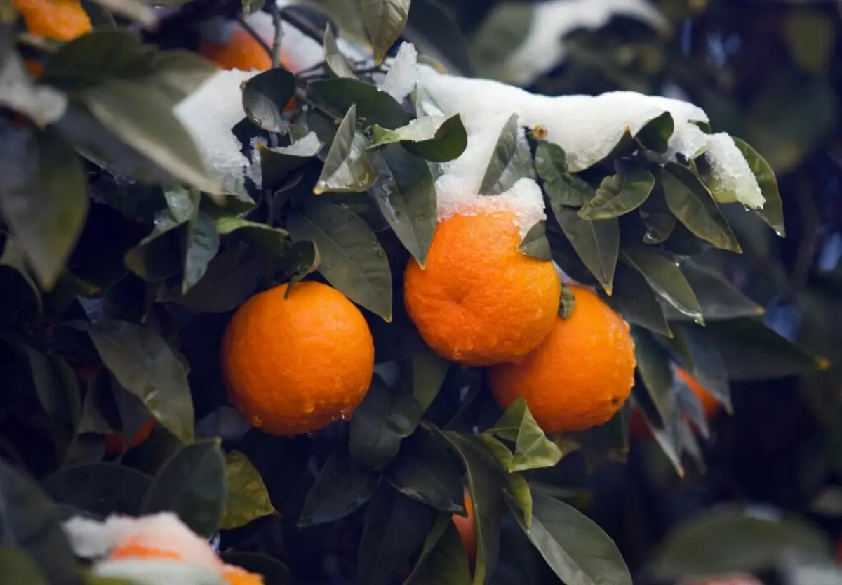 orangenbaum temperatur draussen im winter orangenbaum im schnee