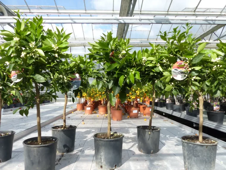 orangenbaum ueberwintern was soll ich tun orangenbaeume in topf in winterquartier bringen