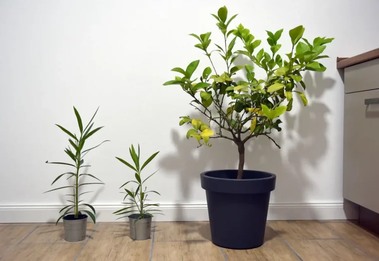 orangenbaum ueberwintern wohnung kleine kuebelpflanzen im wohnzimmer