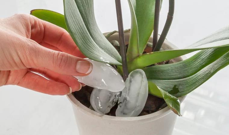 orchideen mit eiswuerfeln giessen