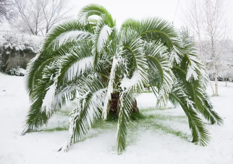 palme im garten winterfest machen winterschutz fuer palmen selber bauen
