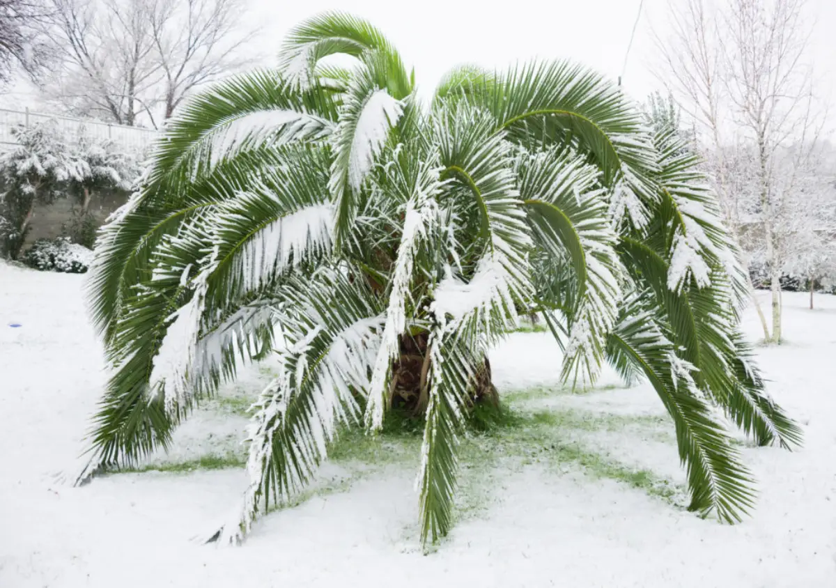 palme im garten winterfest machen winterschutz fuer palmen selber bauen