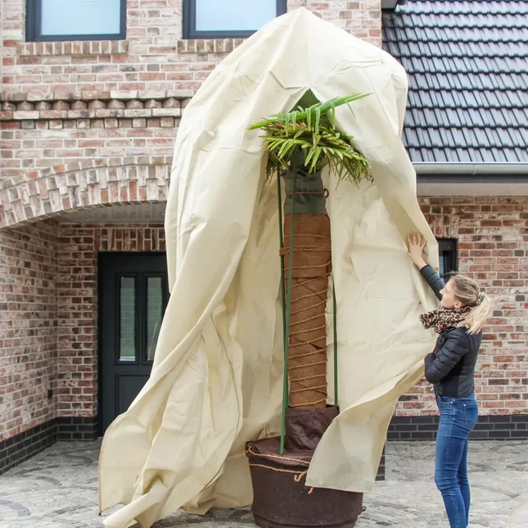palme im kuebel winterfest machen wie oft muss man palmen im winter giessen frau deckt grosse palme mit winterschutz vlies