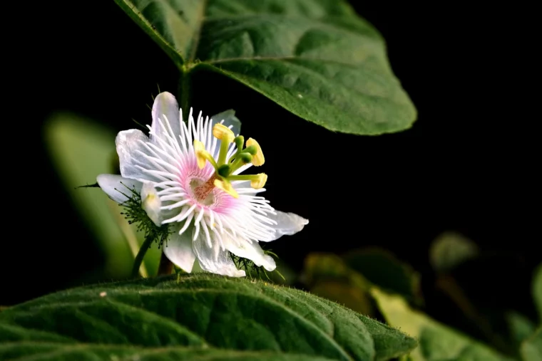 passiflora ueberwintern pixabay