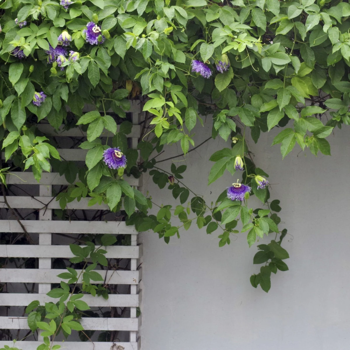 passiflora ziergehoelz rankpflanze