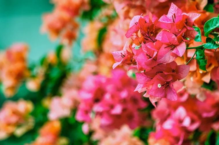 pexels bougainvillea