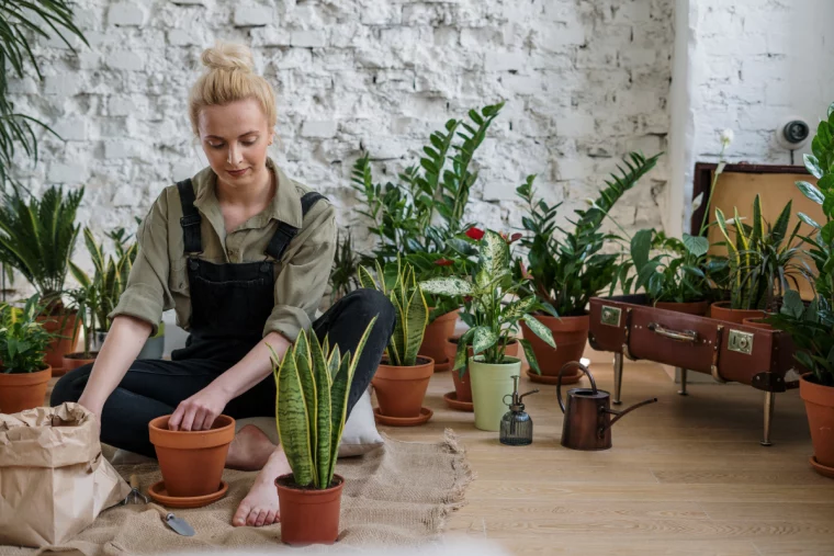 pexels beleuchtung fuer pflanzen