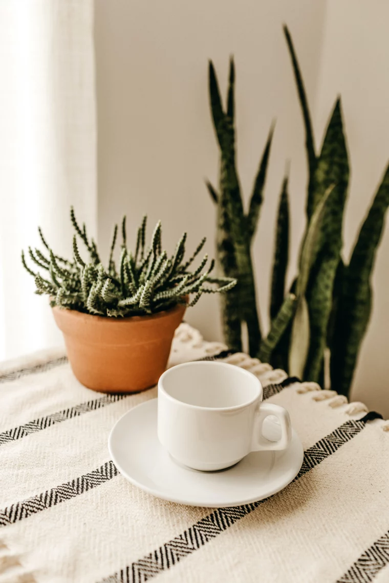pexels sonnenliebende pflanzen in der wohnung
