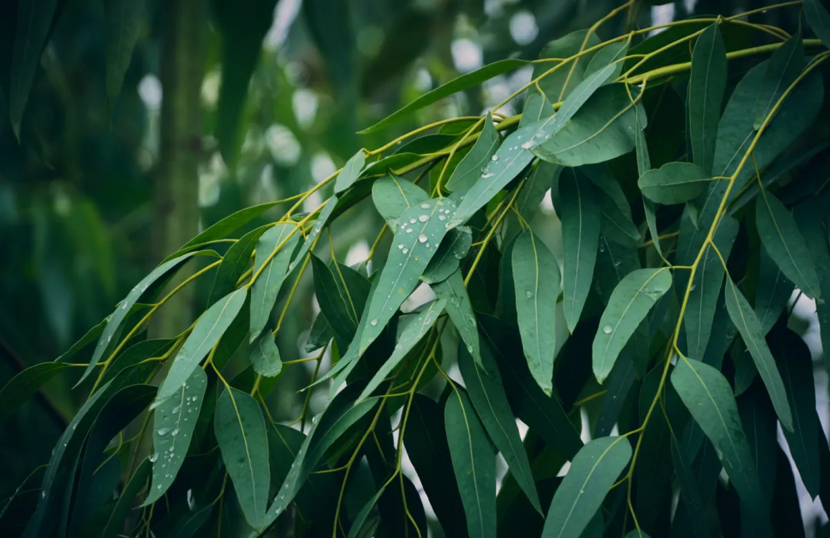 pflanzen gegen spinnen zu hause eukaliptus zweige stellen