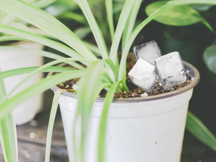 pflanzen mit eiswuerfeln giessen gruenlilie