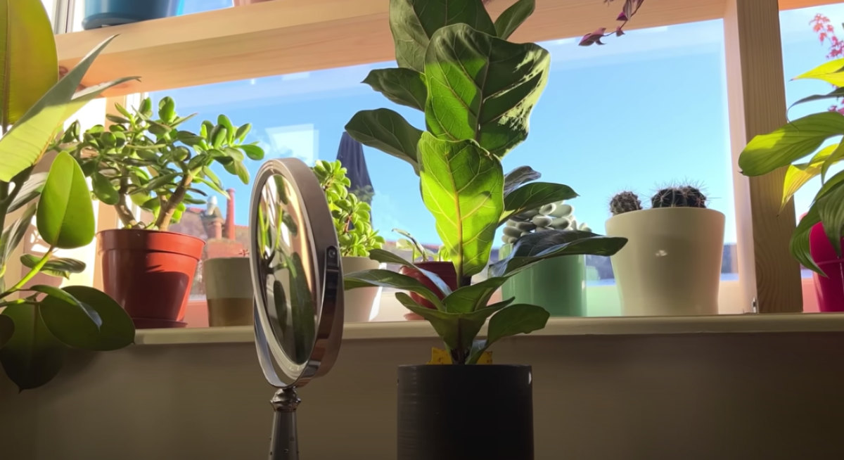 pflanzentrick spiegel neben pflanze fuer mehr licht sheffield made plants