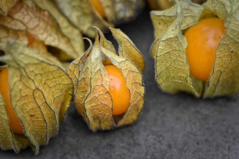 physalis fruechte grossaufnahme