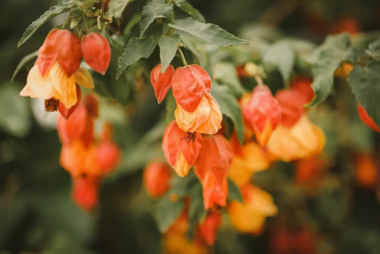 physalis ueberwintern freepik
