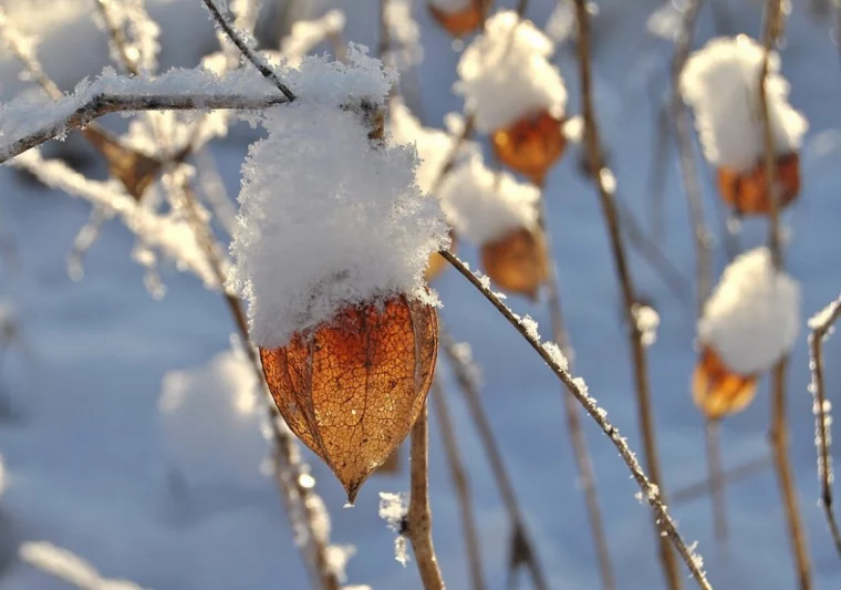 physalis ueberwintern im garten