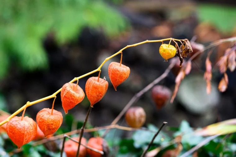 physalis ueberwintern physalis pflanze mehrjaehrig