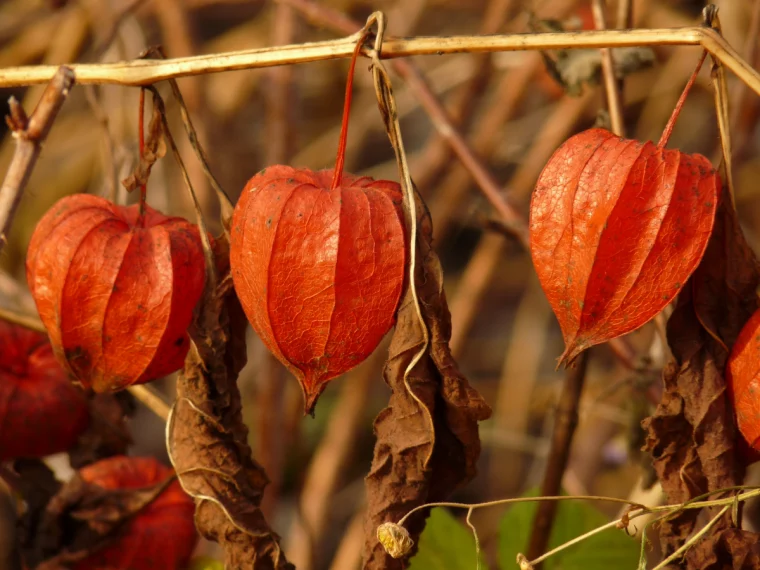 physalis winterhart richtiger zeitpunkt