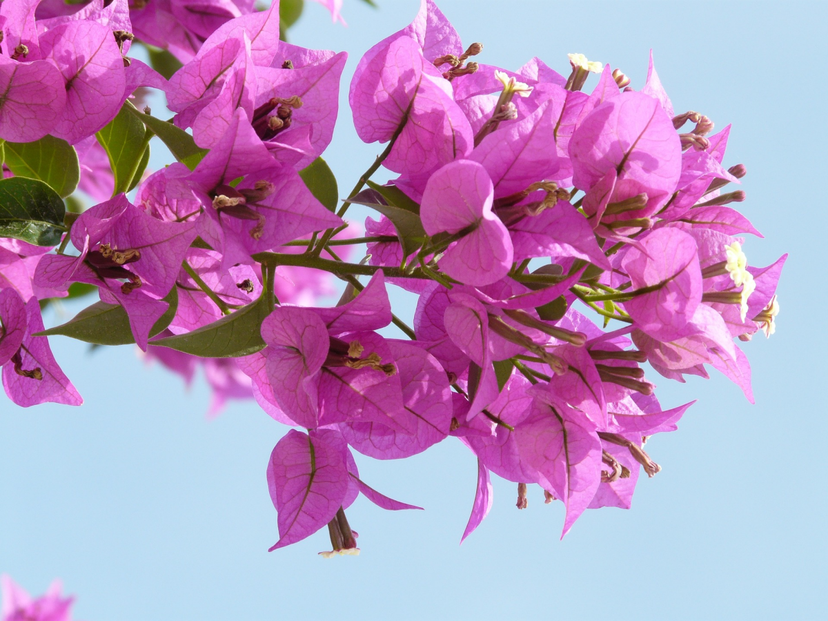 pixabay bougainvillea üpberwintern