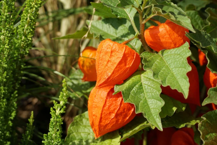 pxhere physalis im garten