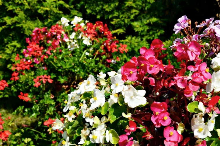 rosa und weisse begonenstraeucher im garten