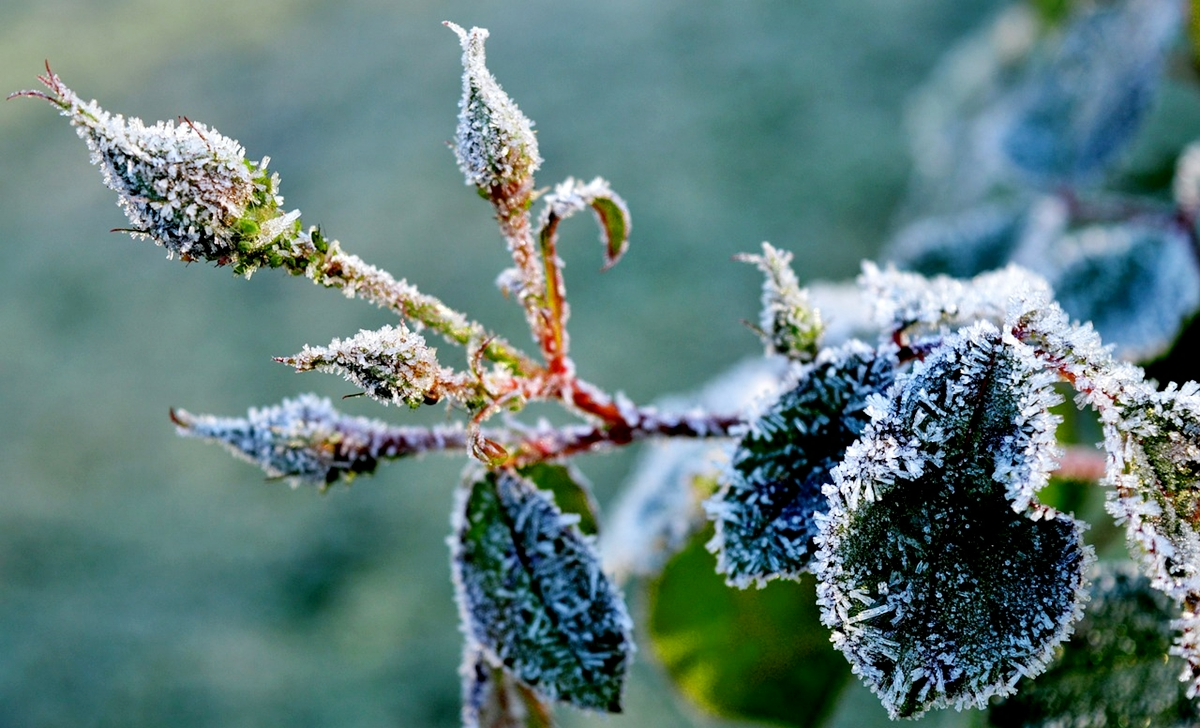 rose winterfest machen rosenstrauecher vorbereitung fuer den winter