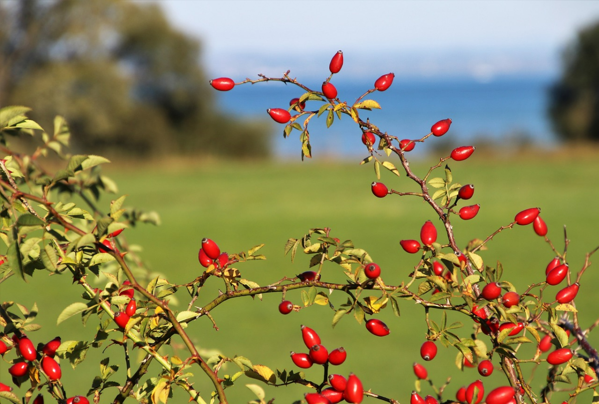 rosen im herbst beschneiden rosenstrauecher beeren