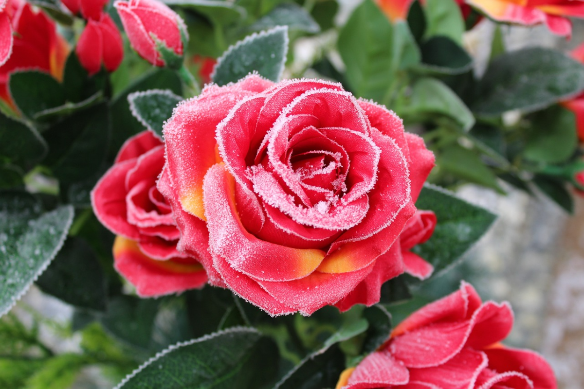 rote rose groese blumenbluete gartenblumen frost
