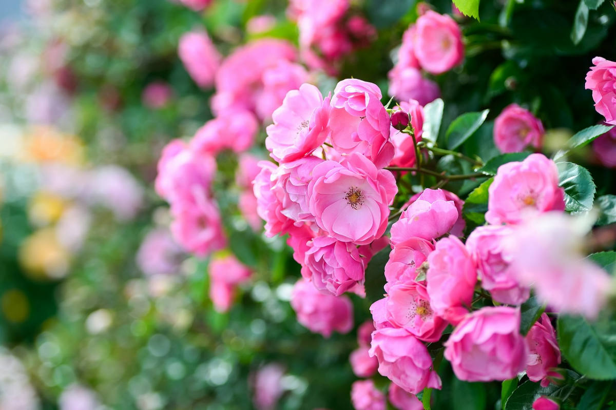 kledetterrosen rosa blumen im garten gartenstraeucher