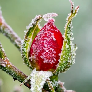 rosen winterfest machen rosenbluete frost schnee kaelte