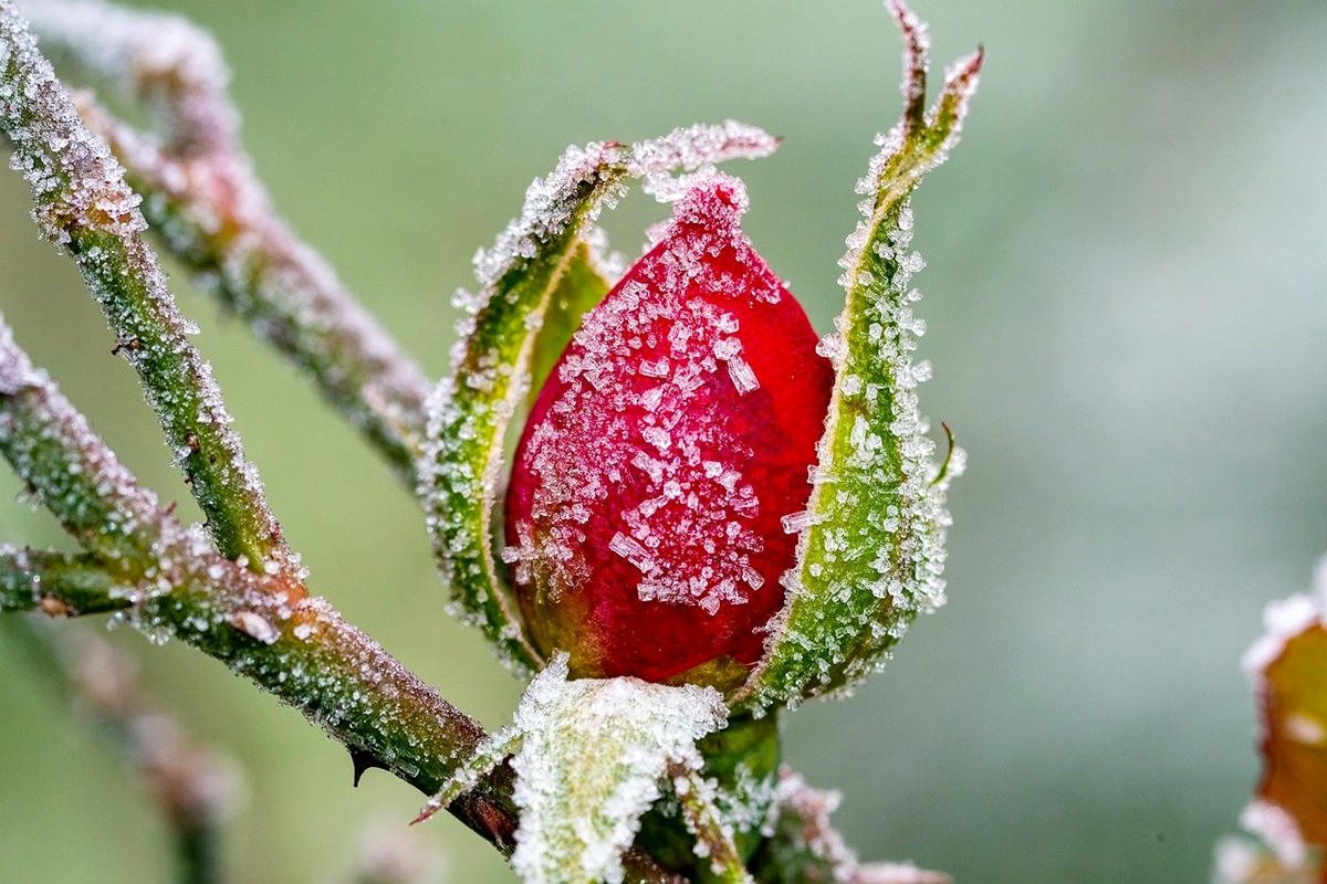 rosen winterfest machen rosenbluete frost schnee kaelte