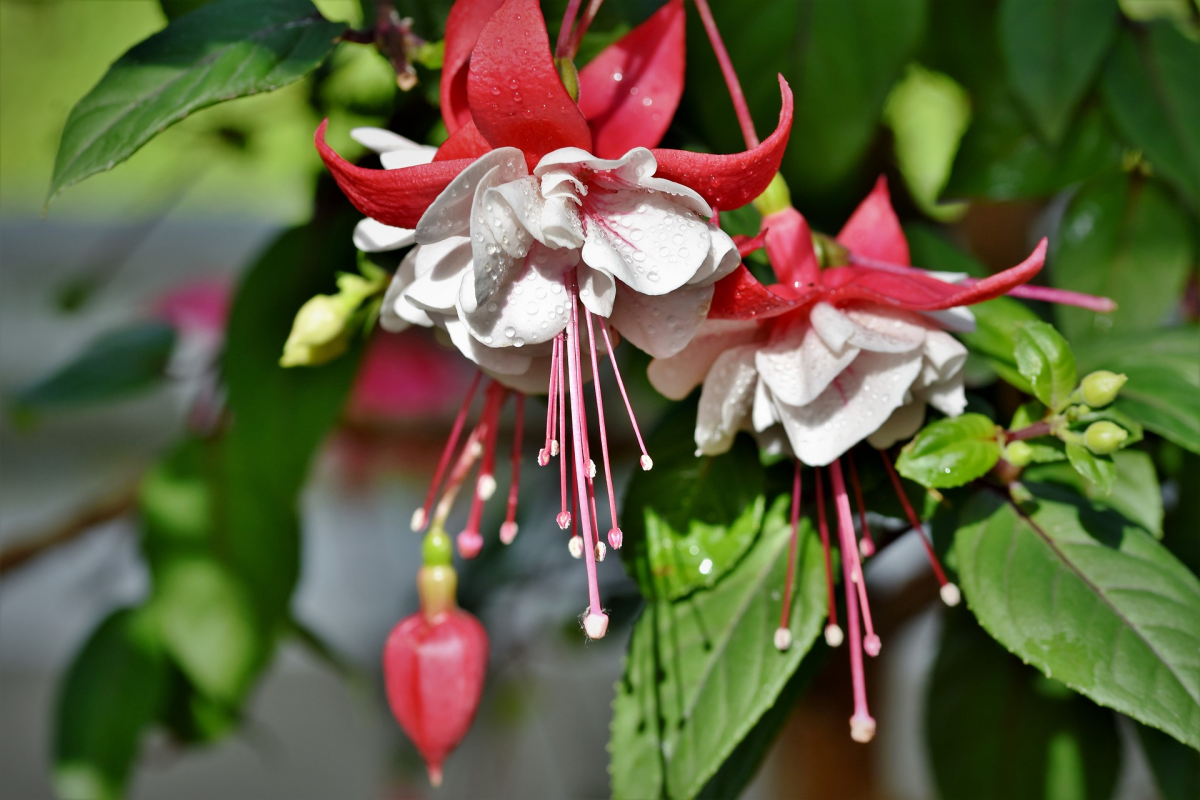 schoene fuchsien